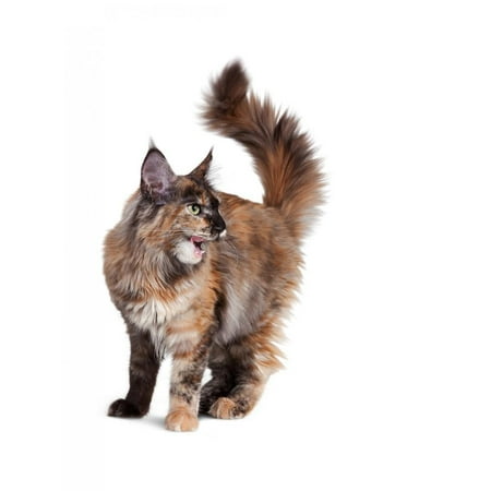 - Maine Coon Cat Print Wall Art By Fabio Petroni