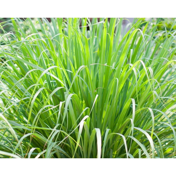 100 seeds Cymbopogon martinii - Palmarosa Grass- Perennial - Luxuriant foliage Clumping form- Pools Garden Bed-Seed Pack Serendipity Seeds