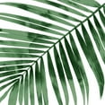thumbnail image 2 of Miller, Melonie 12x12 White Modern Wood Framed Museum Art Print Titled - Tropical Green Palm I, 2 of 4