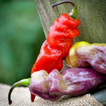 Yaki Blue Purple Ghost Pepper Hot Pepper Premium Seeds Packet