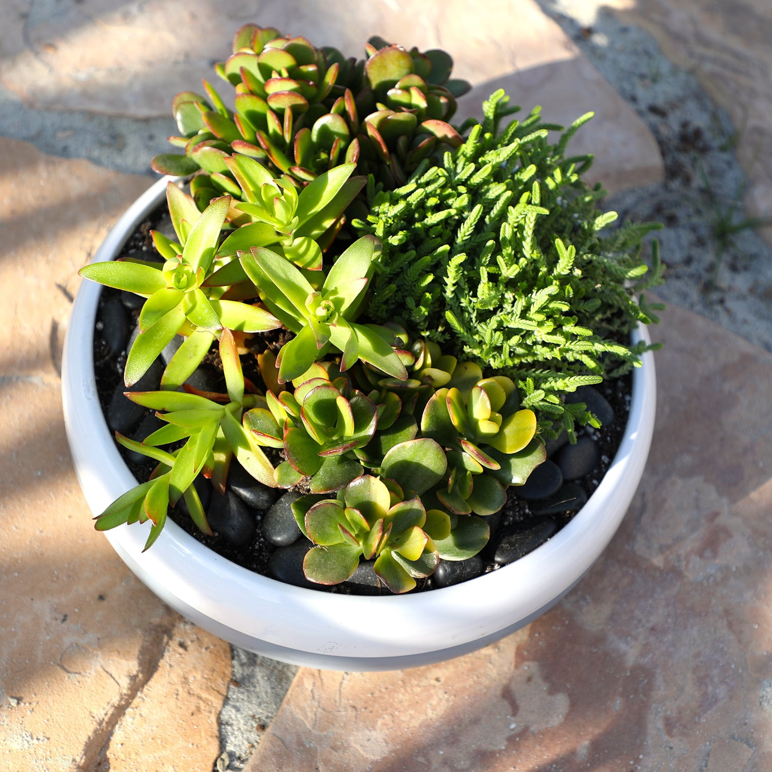 Element by Altman Plants Crassula Jade Easy Succulent 4-Pack; 1qt. Grower Pots; Full Sun