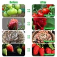 thumbnail image 6 of Grow Lights for Indoor Plants,168 LEDs Clip Plant Lights, Full Spectrum LED Plant Growing Lamps with Flexible Gooseneck, 3/9/12H Timer, 3 Spectral Modes, 10 Dimmable Levels, 4 Head, 6 of 6
