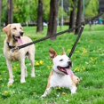 thumbnail image 2 of Correa doble para perro, correa doble para perro, giratoria 360, correa para caminar sin enredos, cuerda elástica que absorbe los golpes para dos perros, negra, grande, 2 of 3