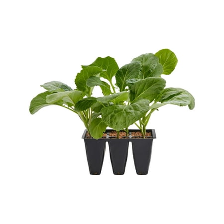 Bonnie Plants Georgia Collards 6-pack
