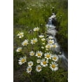 thumbnail image 2 of Illg, Cathy and Gordon 13x18 White Modern Wood Framed Museum Art Print Titled - Colorado, San Juan Mts Daisies next to stream, 2 of 4