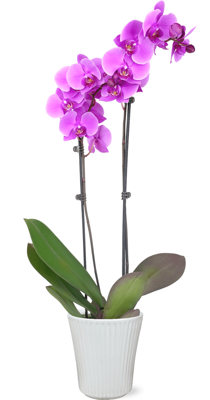 JAI 5IN Everyday Orchid PurPnk - RDC