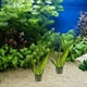 thumbnail image 1 of unbranded 50Ud Cesta Para Plantar En Flexible Para Acuarios Y Acuáticos, 1 of 6