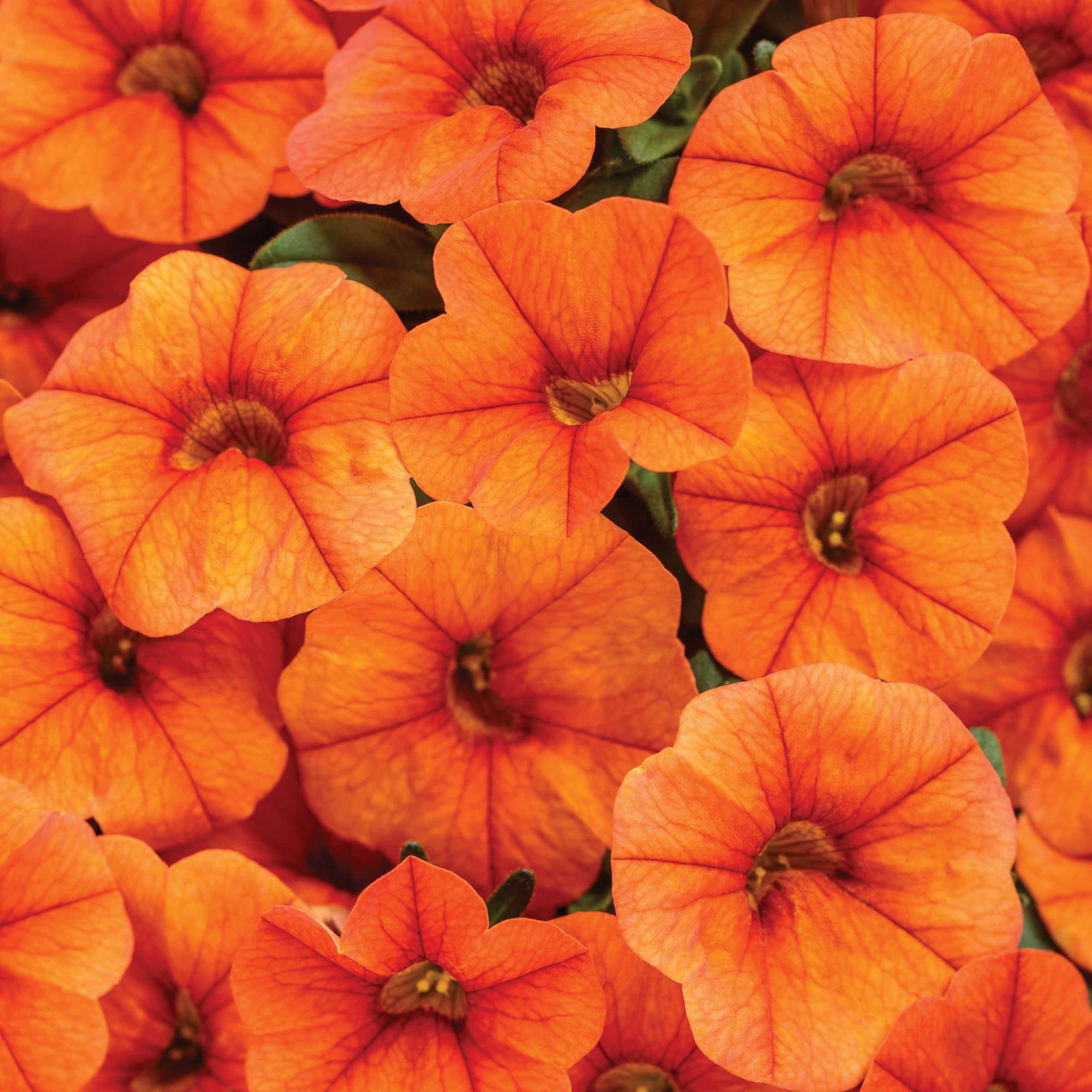 Proven Winners 4" Orange Superbells Dreamsicle Calibrachoa Live Plant in 4.25" Pot (4 Count)