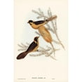 thumbnail image 2 of Gould, John 11x14 Black Modern Framed Museum Art Print Titled - Helmeted Honey-eater-Ptilotis cassidix, 2 of 4