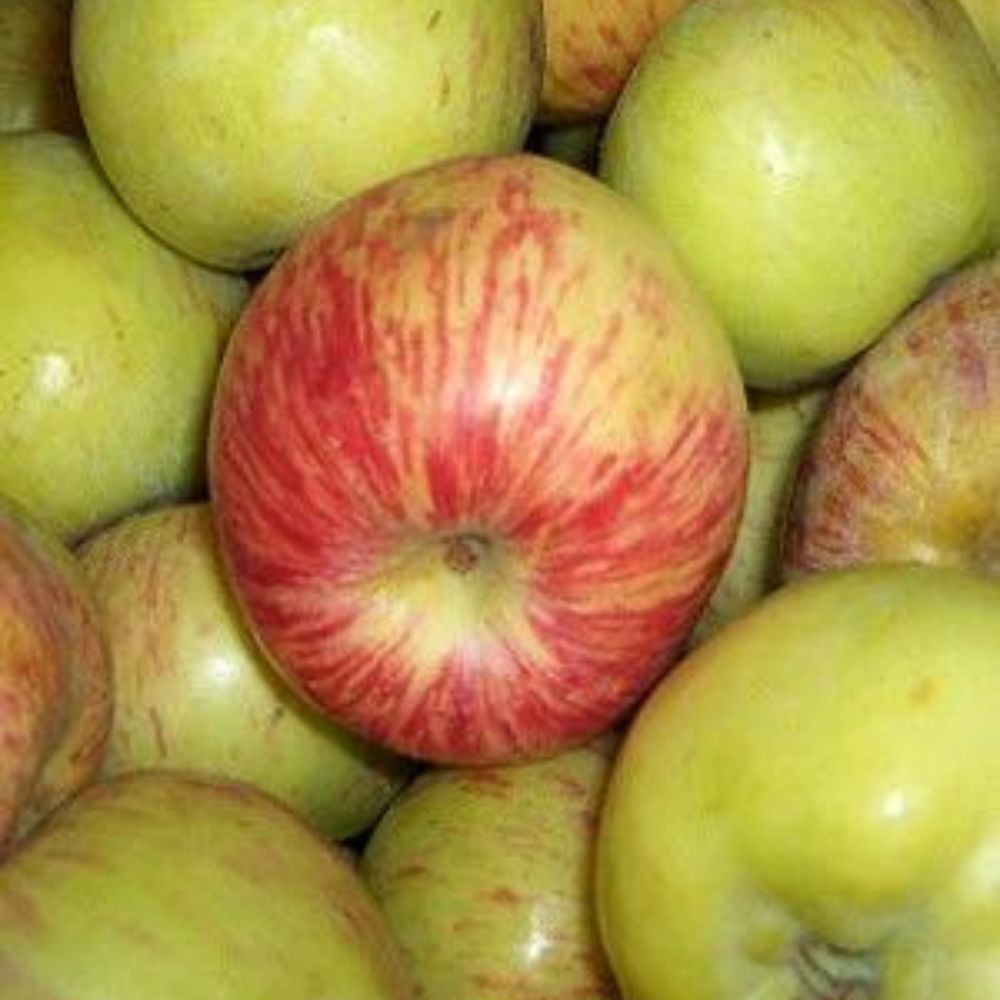 Expert Gardener 3-4 ft. tall Gravenstein Apple Live Tree in 7-Gallon Grower Pot