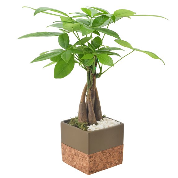 Arcadia Garden Products Live Money Tree in 4.5" Cork Pot Square, Brown