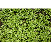 Cress Curled Great For Sprouting Garden Herb By Seed Kingdom 1,000 Seeds
