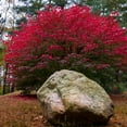 thumbnail image 2 of Brighter Blooms - Dwarf Burning Bush, 3 gal - No Shipping to AK, AZ, CT, DE, HI, IA, MA, MD, ME, MN, MO, NH, NJ, NY, OR, PA, VT, WI, 2 of 7