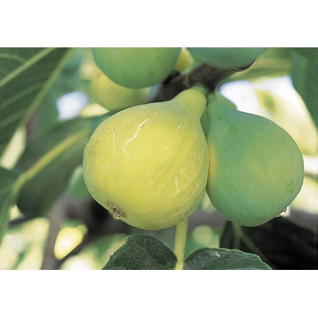 Conadria Yellow Edible Fig Plant - Sweet - 2.5