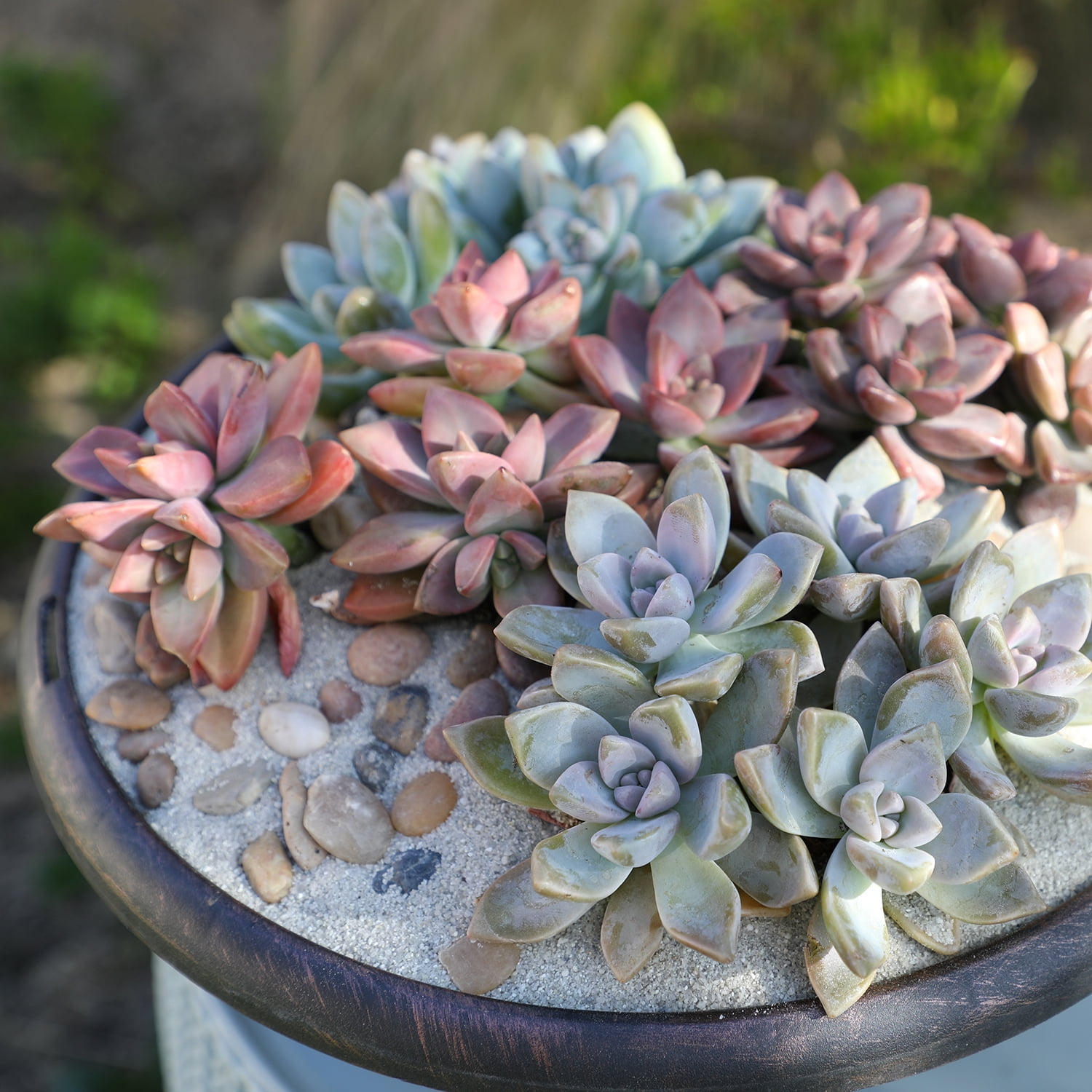 Element by Altman Plants 4 pack of 1 Quart Asst Hybrid Succulents