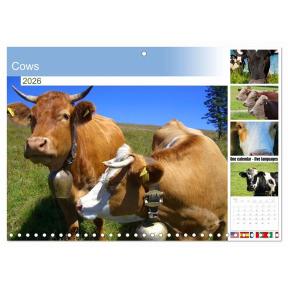 Cows (Monthly Wall Calendar 2026 16.5 x 23.4 (open)), CALVENDO 14 Month Calendar