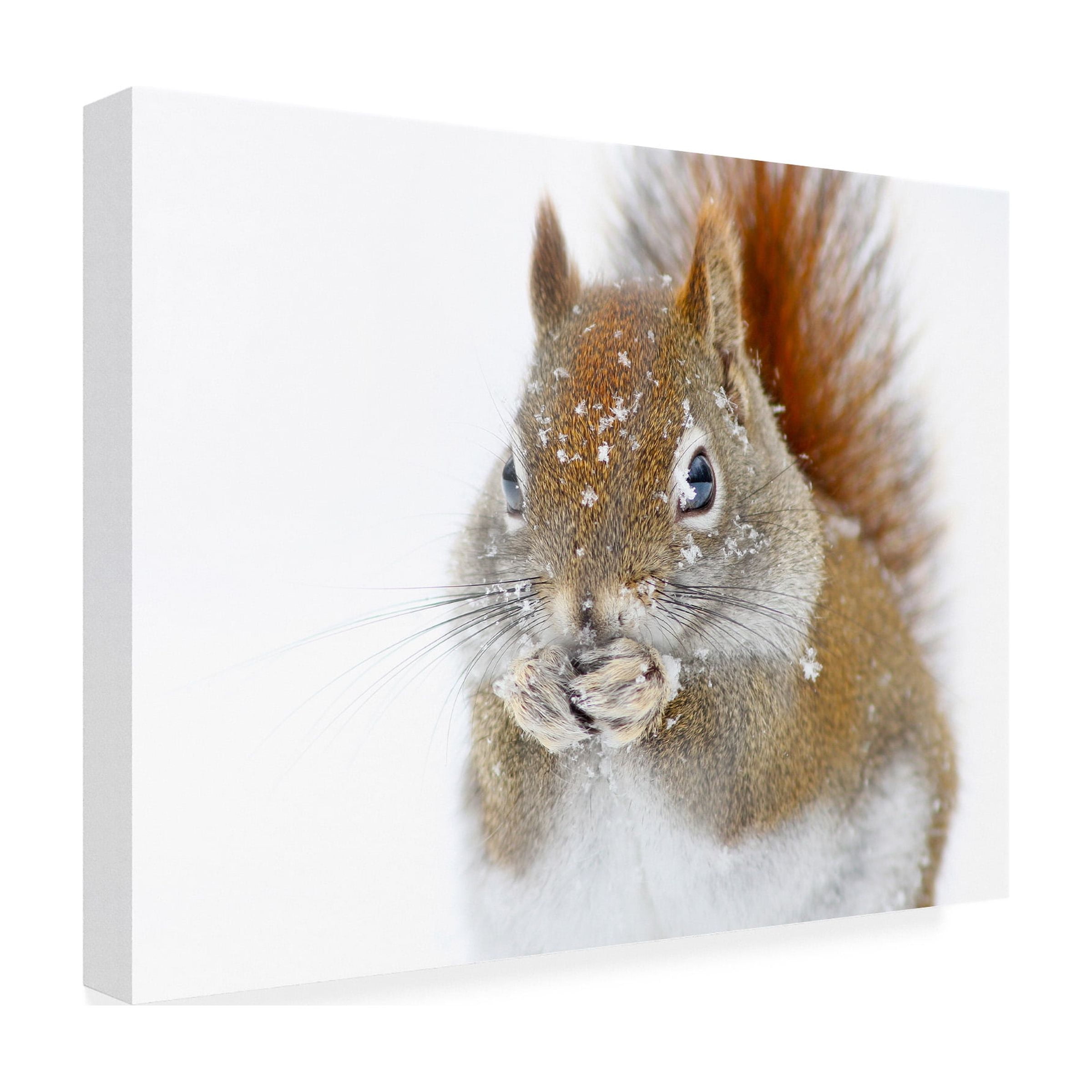 Mircea Costina 'Christmas Squirrel' Canvas Art