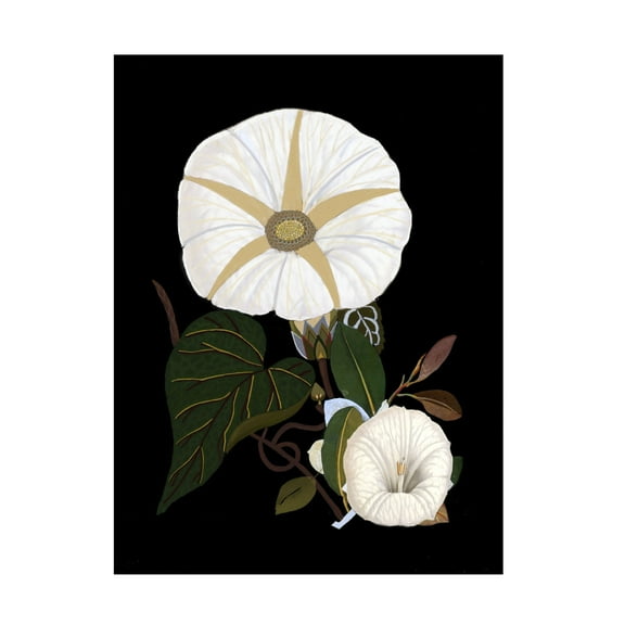 Trademark Fine Art giovanna nicolo Moody Morning Glories Canvas Wall Art