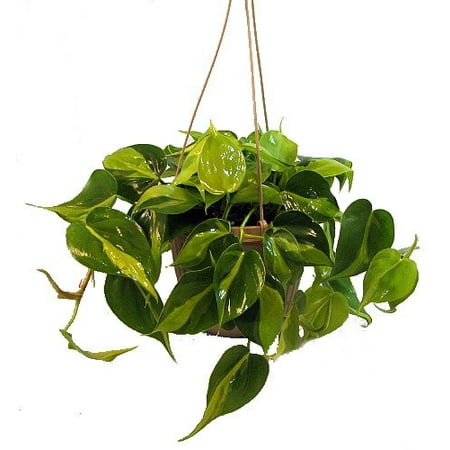 Brazil Philodendron 6