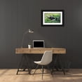 thumbnail image 3 of Su, Keren 24x16 Black Ornate Wood Framed with Double Matting Museum Art Print Titled - Pandas eating bamboo-Chengdu-Sichuan Province-China, 3 of 4