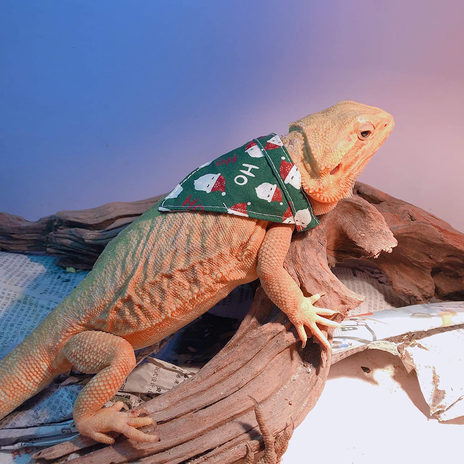 Lizard Bandana For Bearded Dragon Scarf With Velcro Closure Santa Claus Pattern Triangle Bibs Clothes Accessories Soft Cotton Halloween Dress Up Costume Photo For Bearded Dragon Chameleon L Green Walmart Canada