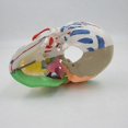 thumbnail image 4 of Human Skull Model Specimen Life Size Replica Details For Medical Learning, 4 of 5