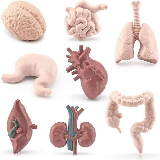 Modelo de órganos del cuerpo humano Modelo de anatomía de órganos educativos con corazón Cerebro Estómago Pulmón Riñón Hígado Intestino Herramienta de aprendizaje de órganos de simulación XianweiShao 8390613901033