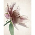 thumbnail image 2 of Great Art Now Translucent Peony II by Debra Van Swearingen Canvas Wall Art 16W x 20H, 2 of 2