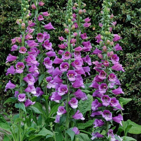 Dalmatian Purple Foxglove Digitalis purpurea- Vibrant Pollinator-Attracting Perennial for Borders & Cottage Gardens 2 Gallon