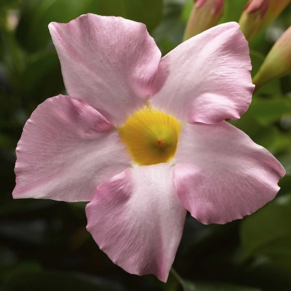 Proven Winners 5" Bombshell Pink Rocktrumpet Live Plant in 4.5" Pot (4 Count)