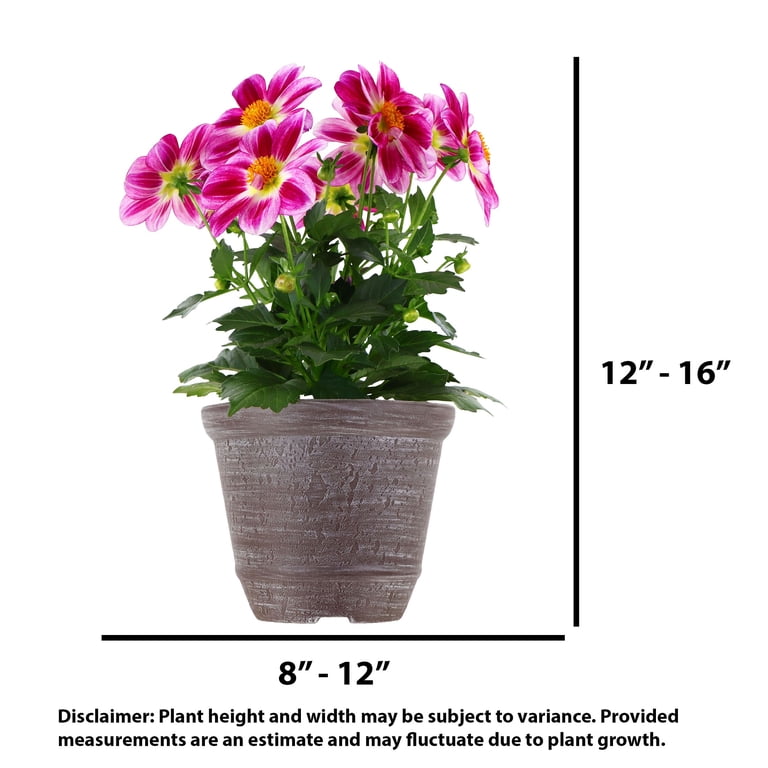 Better Homes & Gardens 14" Bicolor Dahlia Live Plants in 6.5" Decorative Pot  Full Sun - Walmart.com