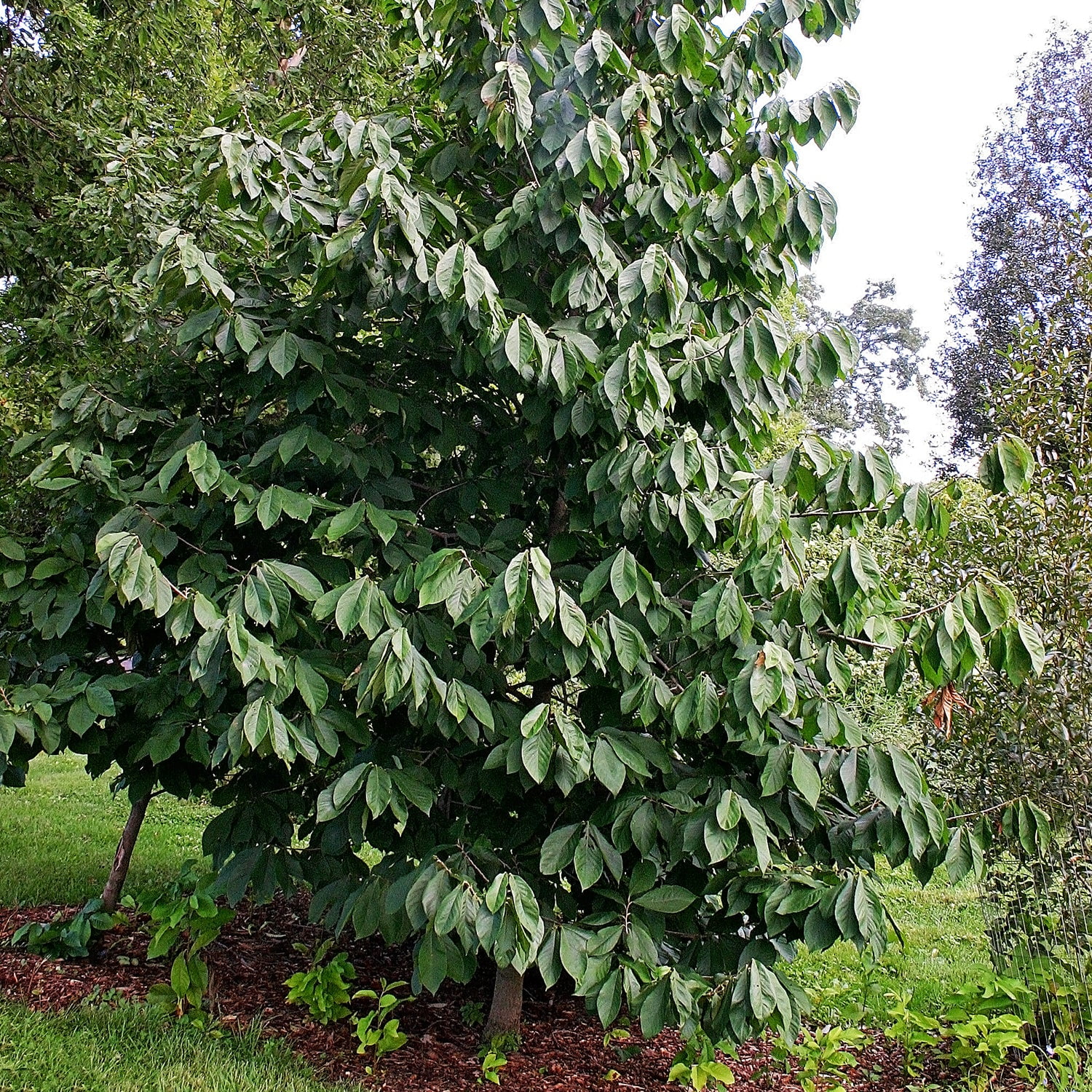 Expert Gardener 3-4 ft tall Paw Paw Live Tree in 7-Gallon Grower Pot