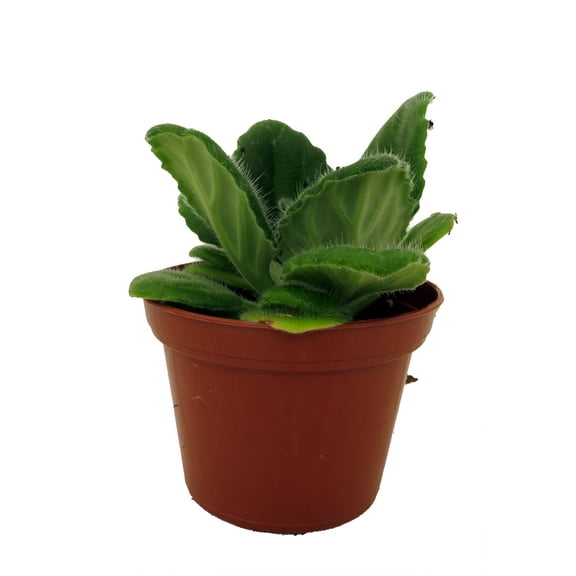 Crossroads Asian Violet - 2.5" Pot - Collector's Series