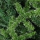 thumbnail image 3 of Arbol de Navidad Monarca de LUJO NEVADO de 130 CM NAVIPLASTIC Anchorage 32540, 3 of 4