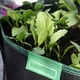 thumbnail image 3 of Bolsa para plantas 400L*1, tela no tejida, utilizada para flores de zanahorias, pepinos y frijoles ((80*30cm) ER, 3 of 5