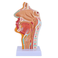 thumbnail image 2 of 3X Nasal Cavity Throat Anatomy Model Human Anatomical Pharynx Larynx Model for Students Study Display Teaching, 2 of 4