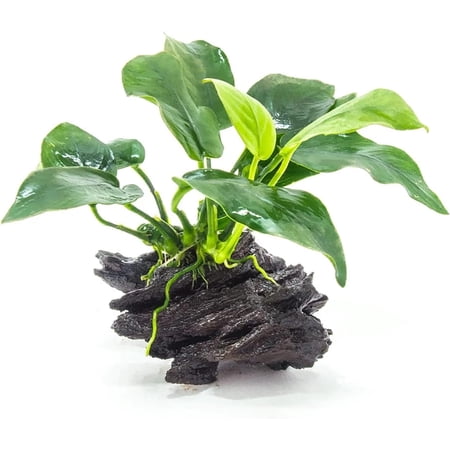Anubias Barteri (Nana) Rooted on Driftwood Live Aquarium Plants BUY 2 GET 1 FREE