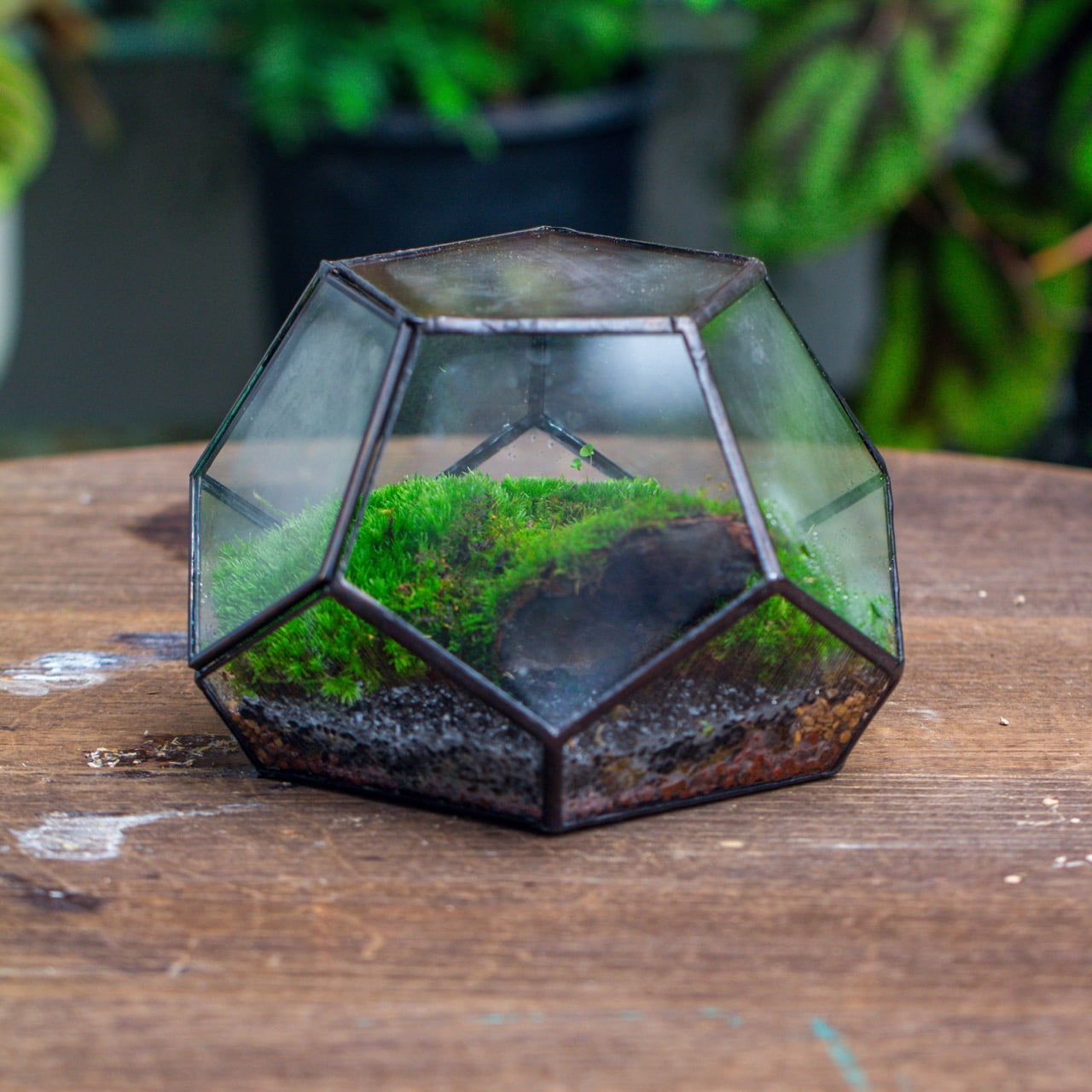 NCYP Mini Glass Close Terrarium, Planter with Lid, for Cactus, Succulents, Moss,