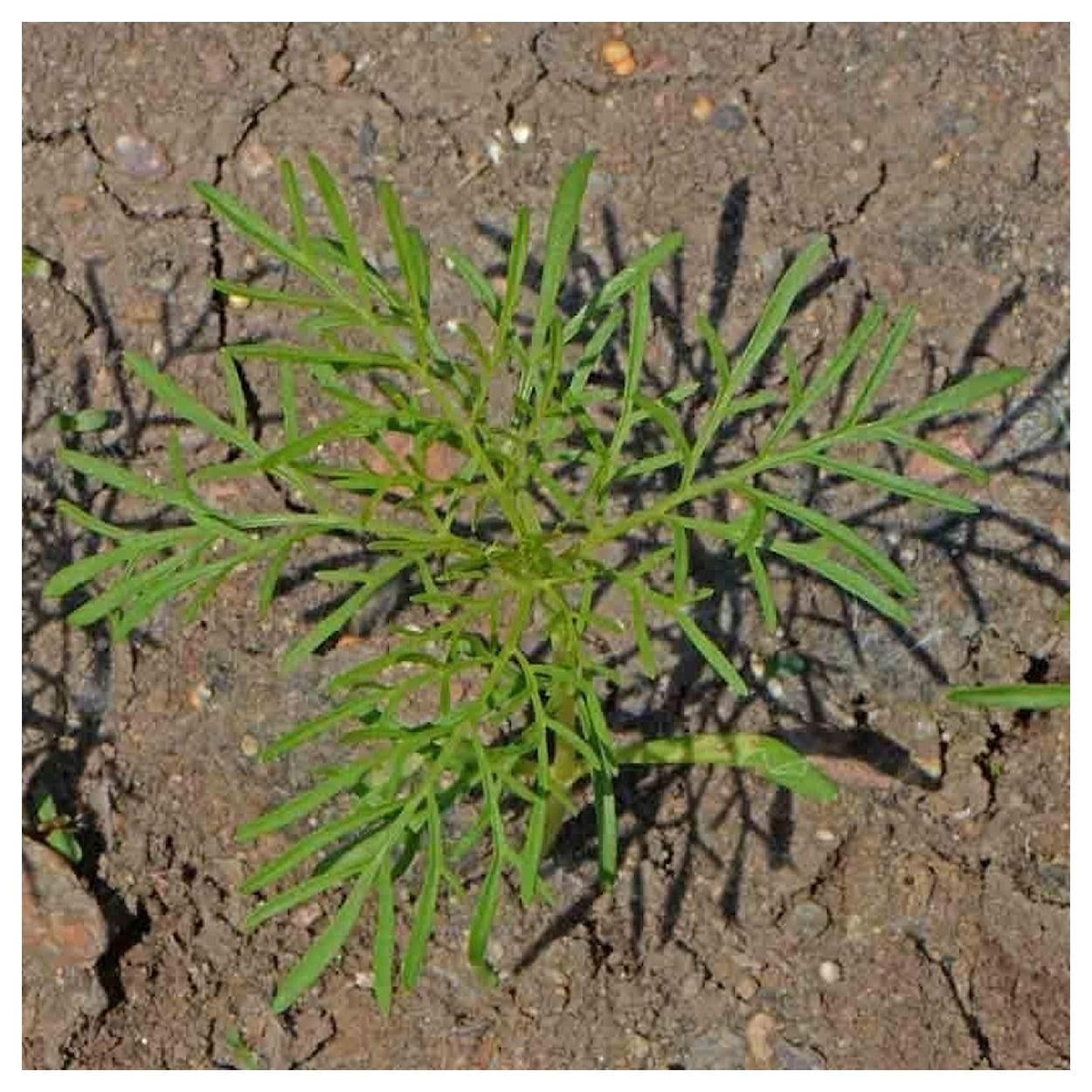Everwilde Farms - 1 lb Candystripe Cosmos Garden Flower Seeds - Gold Vault Bulk Seed Packet