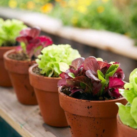 HIGHGW Salad Lettuce Indoor Mix Year-Round Seeds Giant Vegetable for Planting Organic 500 Seeds
