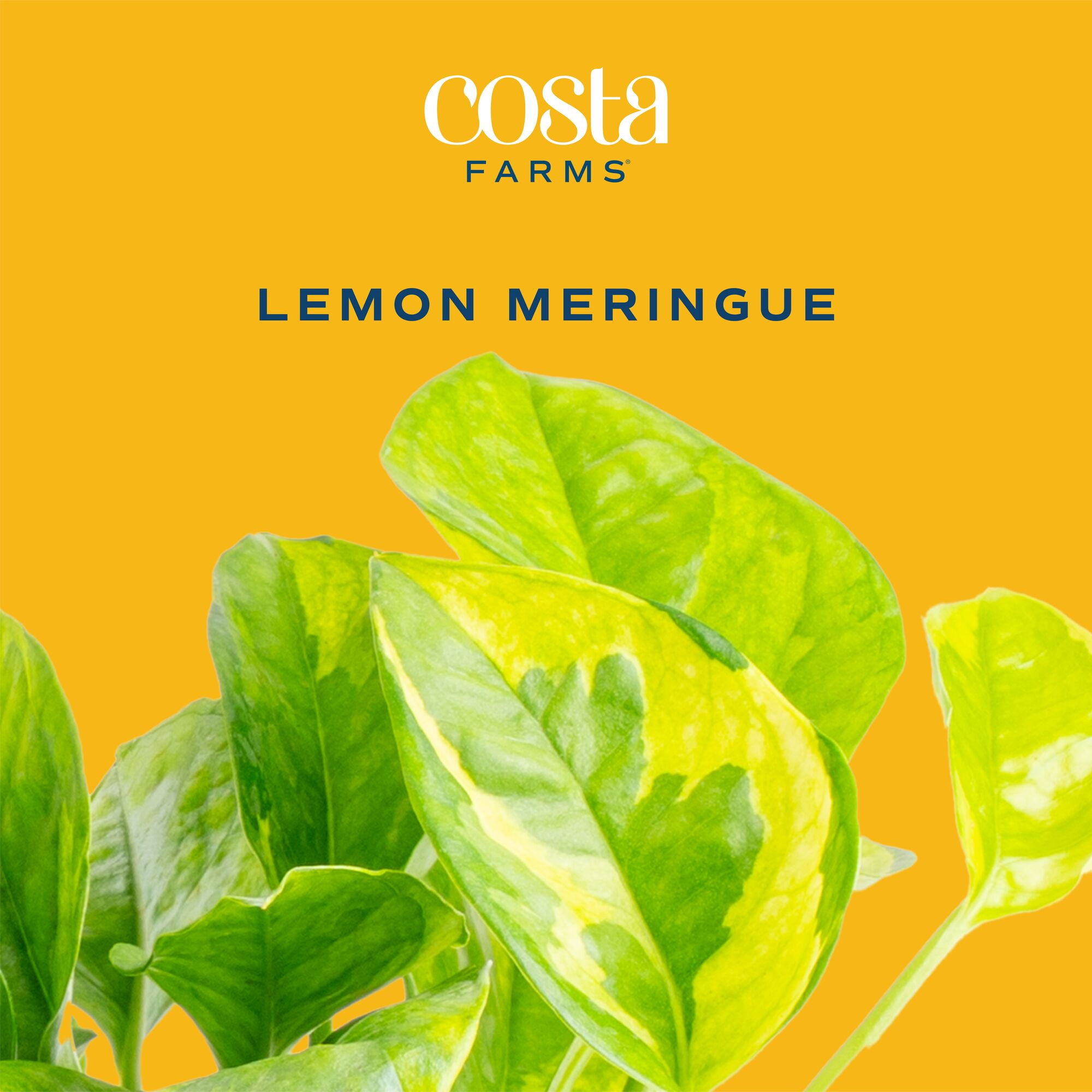 Costa Farms 10" Lemon Meringue Live House Plants in 5" Self-Watering Planter