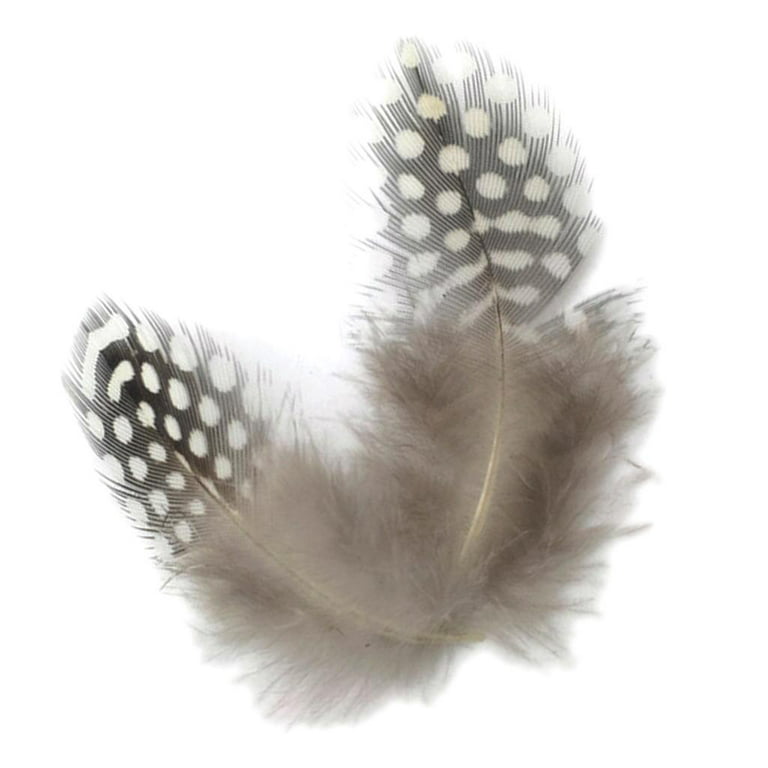50 Pieces Guinea Fowl Feathers, Chicken Feathers, Feathers