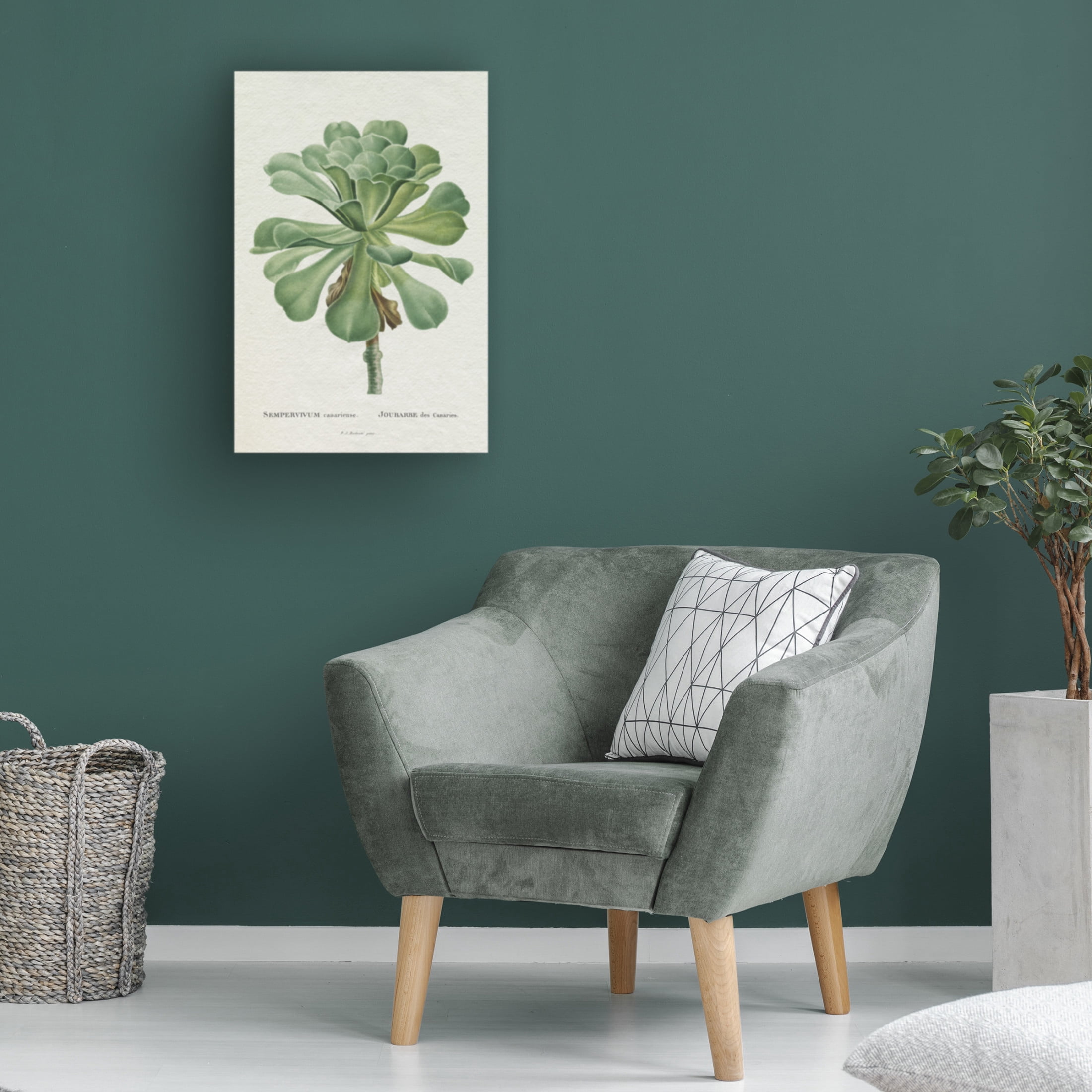 Trademark Fine Art Pierre Redoute  Redoute Succulent V Canvas Wall Art