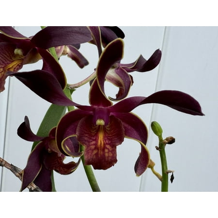 Live Orchid Plant IN SPIKE! 4" Dendrobium. Orchids from Florida!