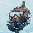 thumbnail image 3 of Gafas de Protección ocular Gloria a prueba de agua para mascotas Gafas negras, 3 of 9