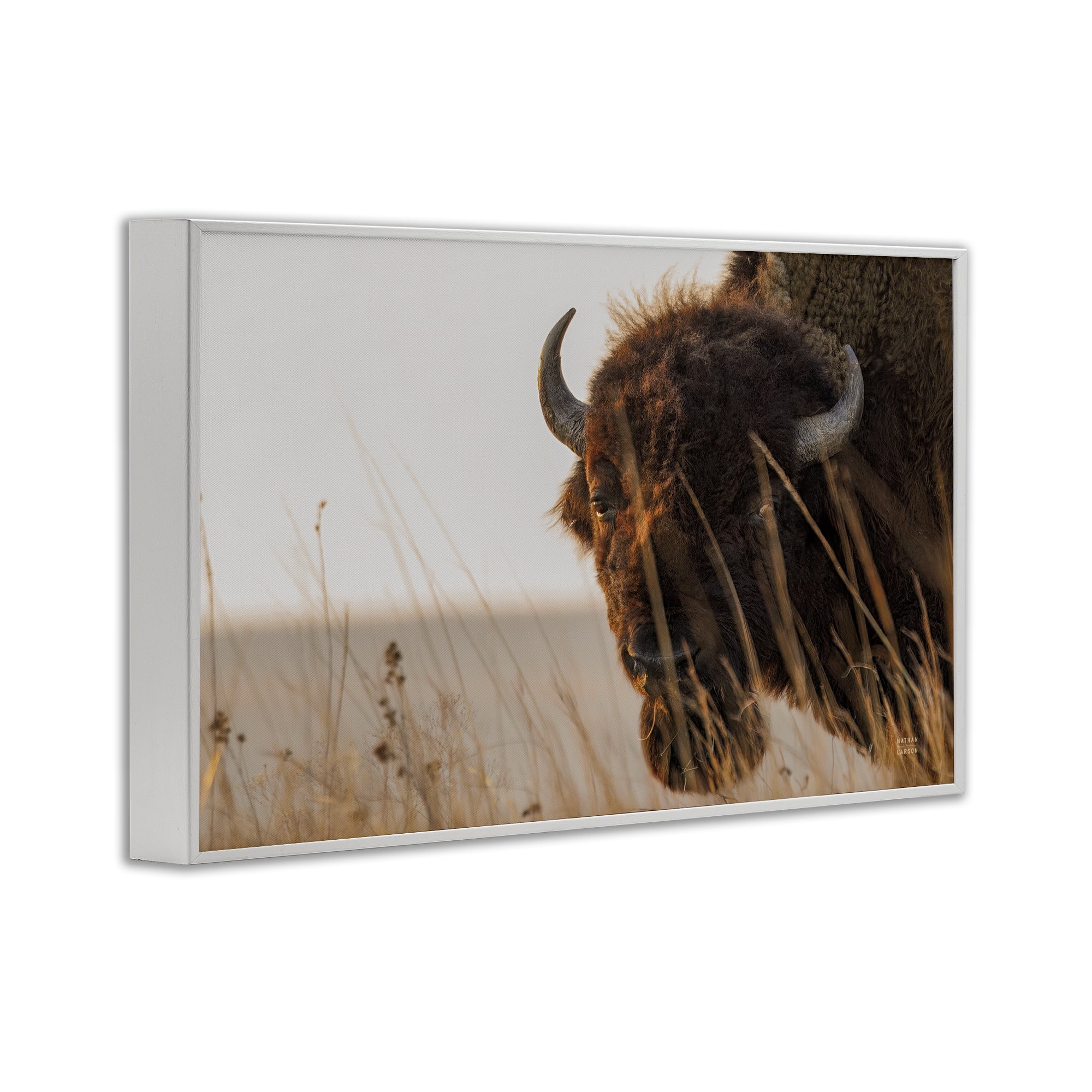 Stupell Industries Bison Sunset on Golden Prairie White Framed Giclee Art, design by Nathan Larson