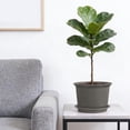 thumbnail image 4 of Large Plastic Plant Pots with Saucers, Modern Decorative Flower Pots, Heavy Duty Weather Resistant Planters for Indoor Outdoor Plants, Garden, Dark Grey Plant Containers with Drainage Tray, 4 of 6