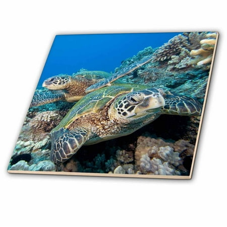 - 3dRose Green sea turtle, Chelonia mydas, an endangered species. Hawaii. - Ceramic Tile, 4-inch