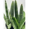 thumbnail image 4 of Sansevieria Cylndrica Boncel Starfish Snake Plant, Cylindrical Snakeplant, 4 inch Pot, Super Filled, 4 of 9