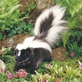 thumbnail image 3 of Folkmanis Skunk Hand Puppet, 3 of 4